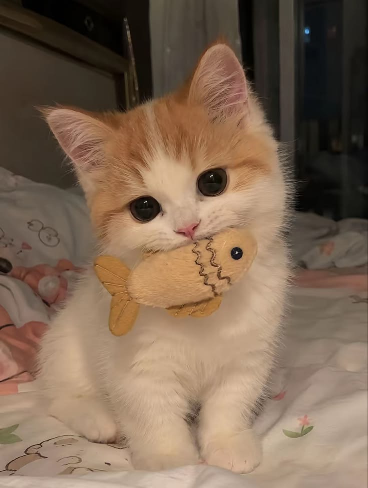Choose a Cat, We’ll Tell You Which Language to Learn Next